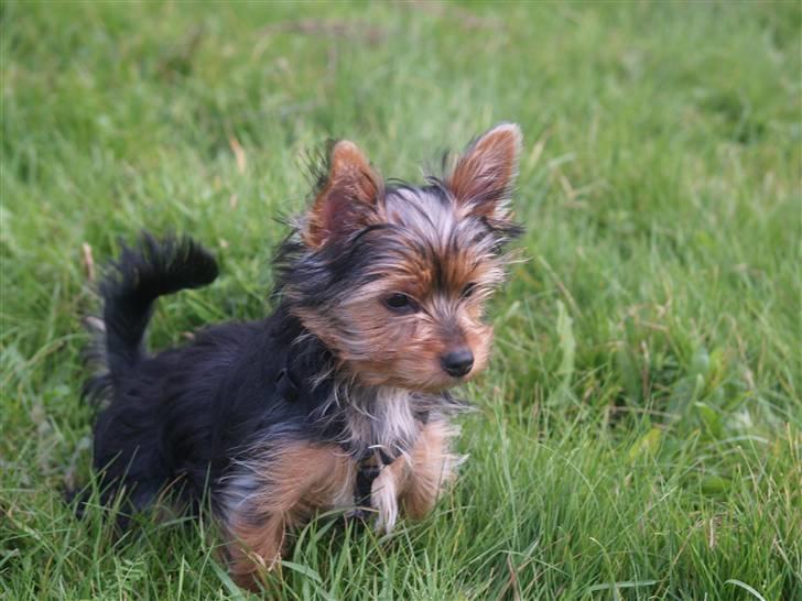 Yorkshire terrier Daisy billede 6