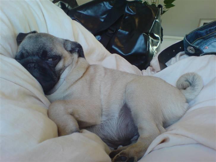 Mops Dario billede 15