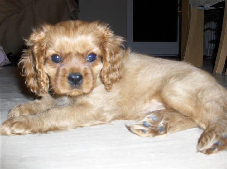 Cavalier king charles spaniel Kaila billede 11
