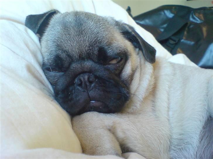 Mops Dario - Dejligt at putte længe billede 16