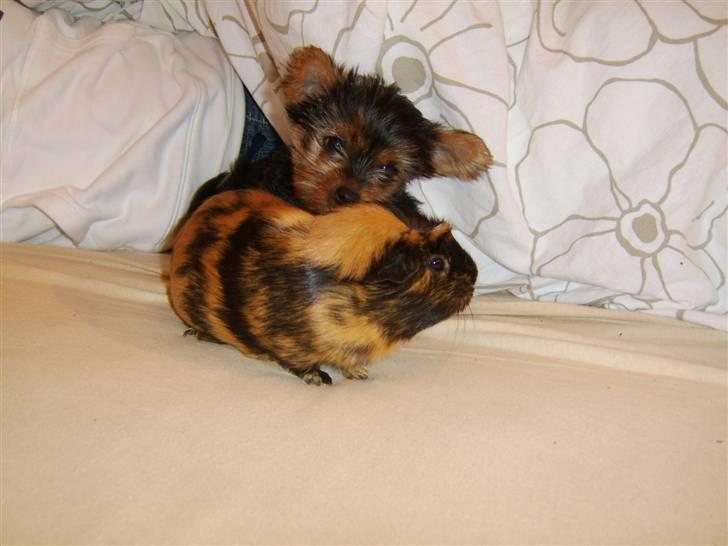 Yorkshire terrier Daisy billede 7