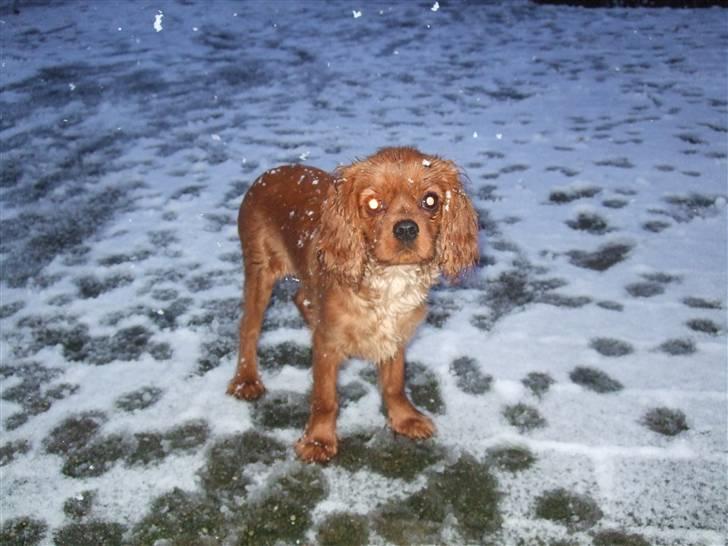 Cavalier king charles spaniel Kaila billede 12