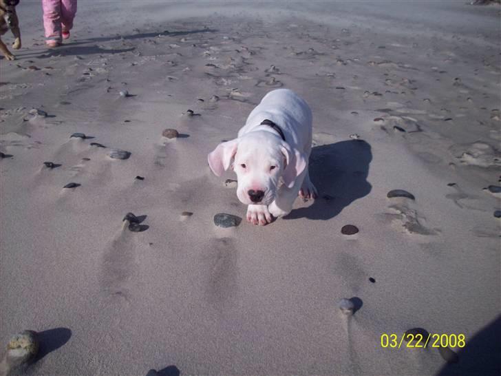 Dogo argentino spiky billede 4