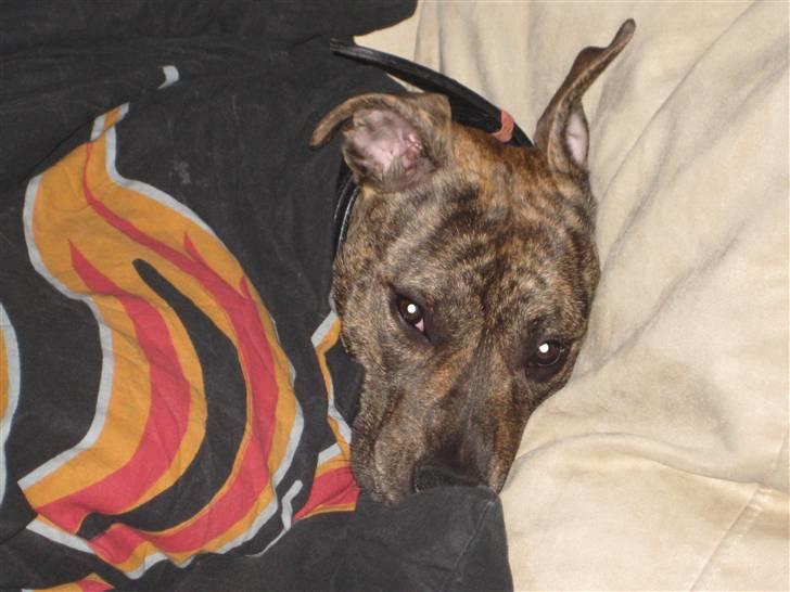 Amerikansk staffordshire terrier Nala - Ligger og putter under dynen. billede 10