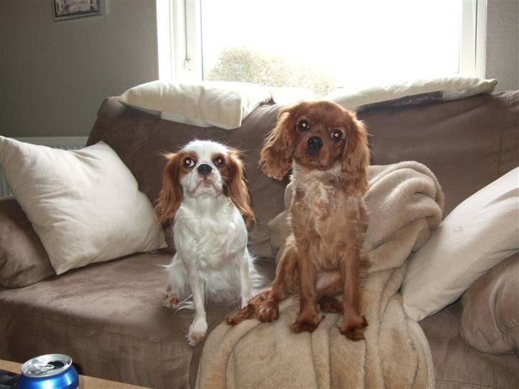 Cavalier king charles spaniel Kaila billede 13