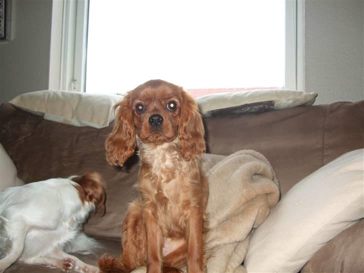 Cavalier king charles spaniel Kaila billede 14