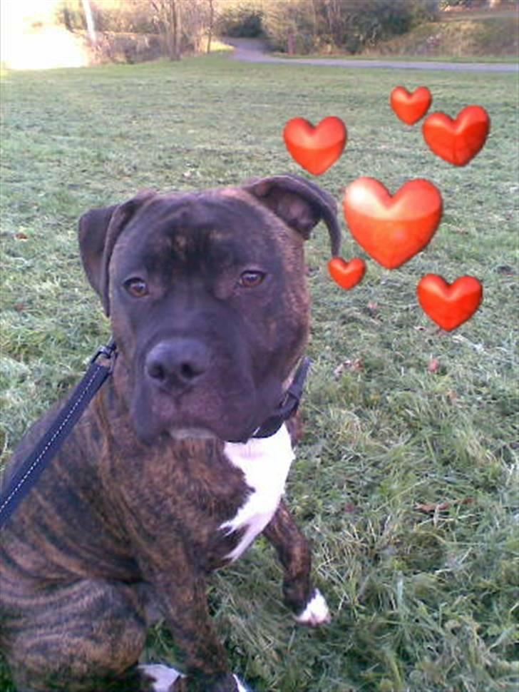 Amerikansk staffordshire terrier kenzo <3 billede 16