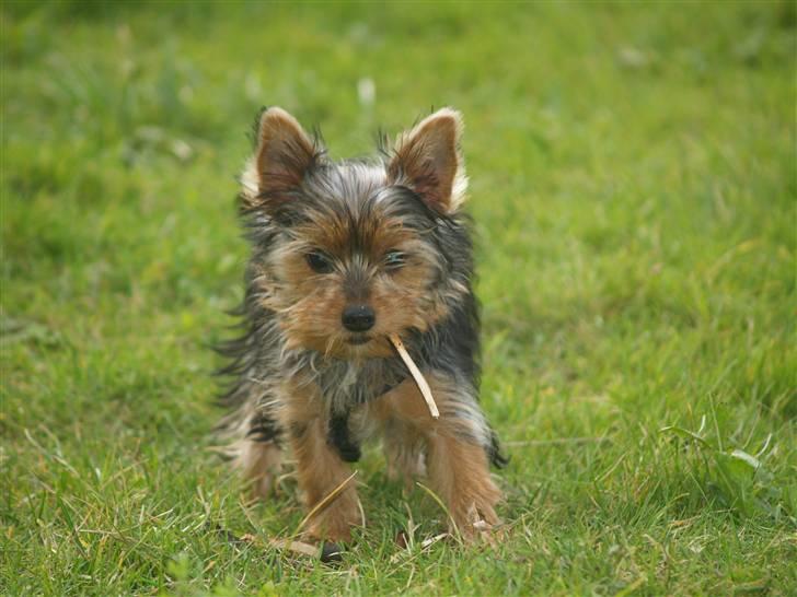 Yorkshire terrier Daisy billede 8