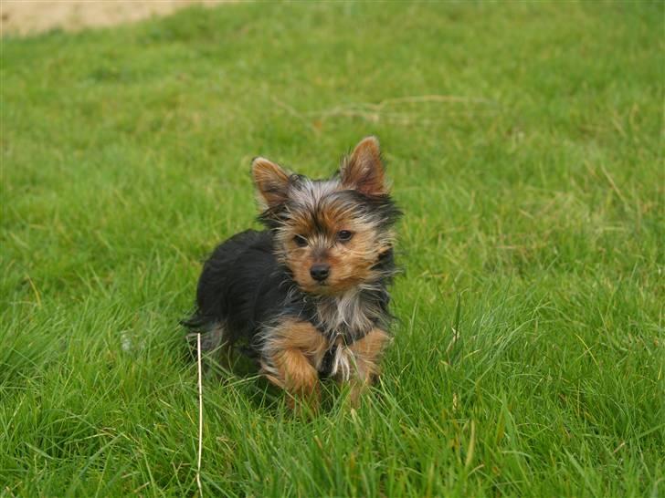 Yorkshire terrier Daisy billede 9
