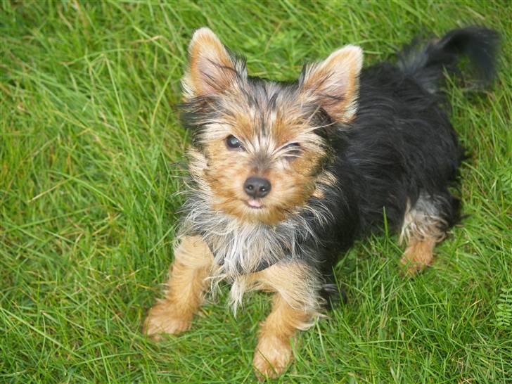 Yorkshire terrier Daisy billede 10