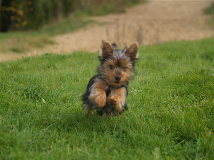 Yorkshire terrier Daisy billede 11