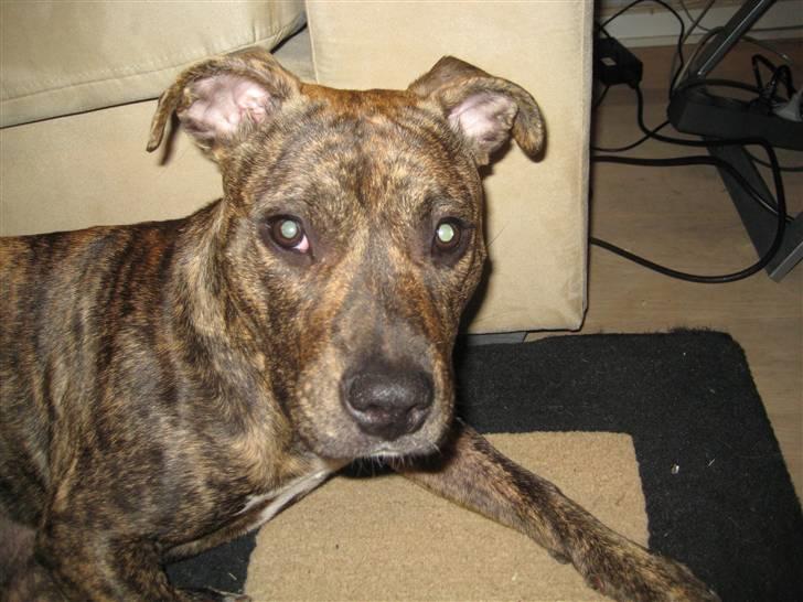 Amerikansk staffordshire terrier Nala - Model billede.. billede 11