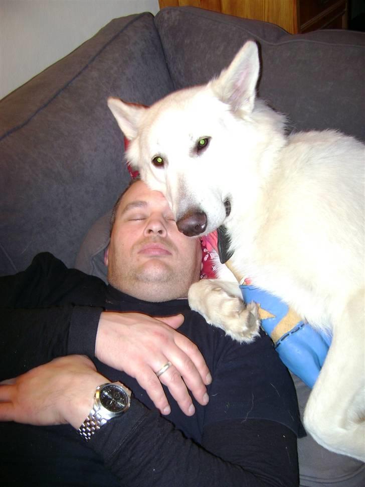 Hvid schæfer Echo Alba - far ER bare min bedsteste ven ;-) .. Echo er nu snart 15 mdr. billede 14