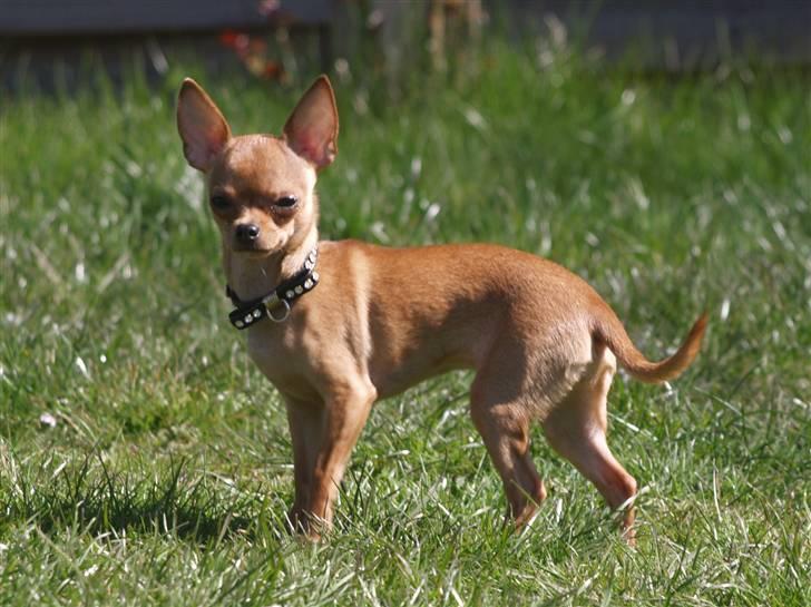 Chihuahua Rødebro´s Ronja - billed fra April 2008, syntes altså hun er flot, vores lille Ronja billede 1