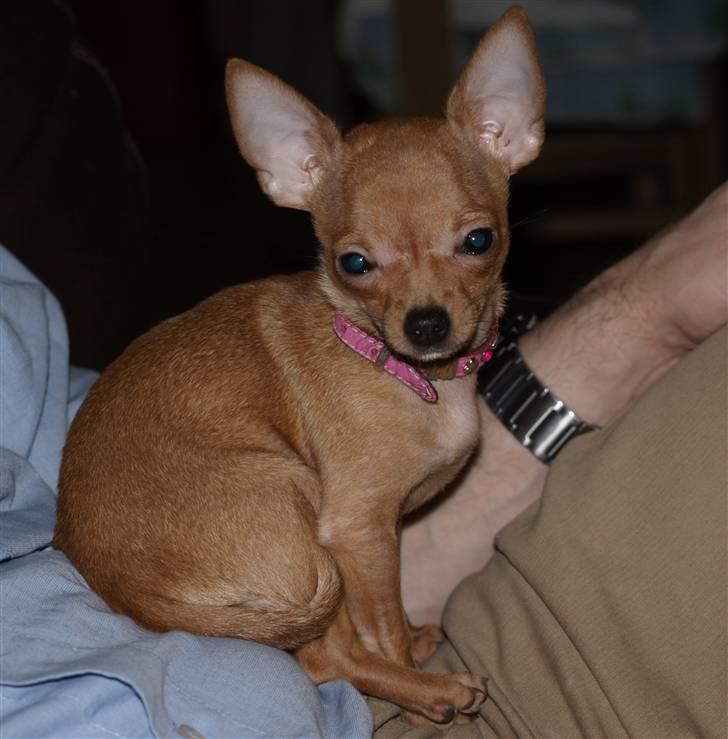 Chihuahua Rødebro´s Ronja - sidder godt på fars mave billede 2