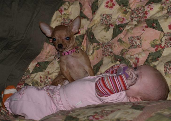 Chihuahua Rødebro´s Ronja - må lige sidde lidt på denne baby billede 3