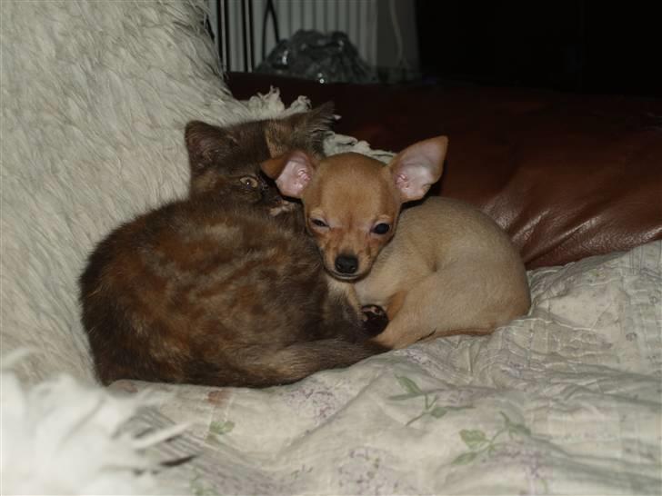 Chihuahua Rødebro´s Ronja - Ronja med sin bedste ven katten Aisia billede 4