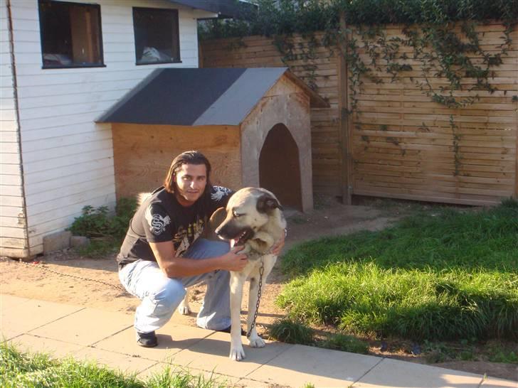 Kangal A___X___J  billede 4