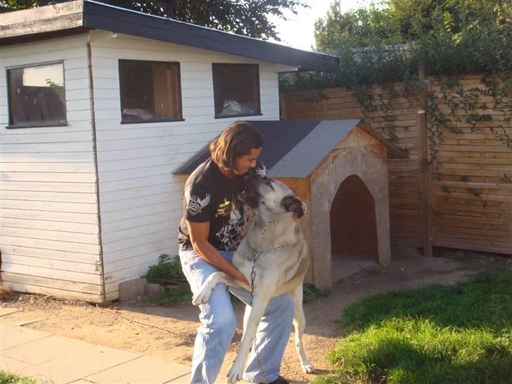 Kangal A___X___J  billede 5