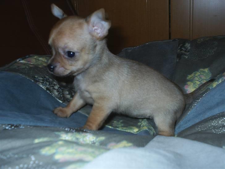 Chihuahua Rødebro´s Ronja - Ronja som baby billede 5