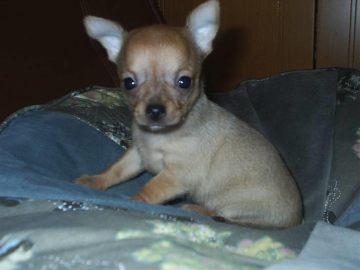 Chihuahua Rødebro´s Ronja - mere baby billeder billede 6