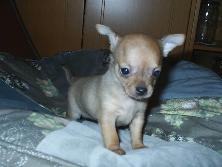 Chihuahua Rødebro´s Ronja - mere baby billeder billede 7