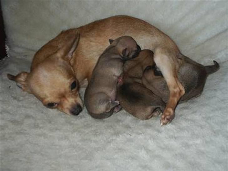 Chihuahua Rødebro´s Ronja - ronja med sin mor og brødre billede 8