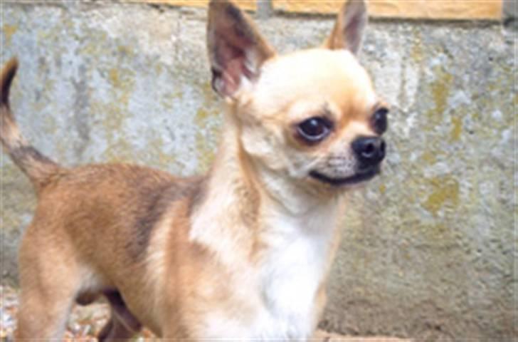 Chihuahua Rødebro´s Ronja - Ronja´s far billede 9