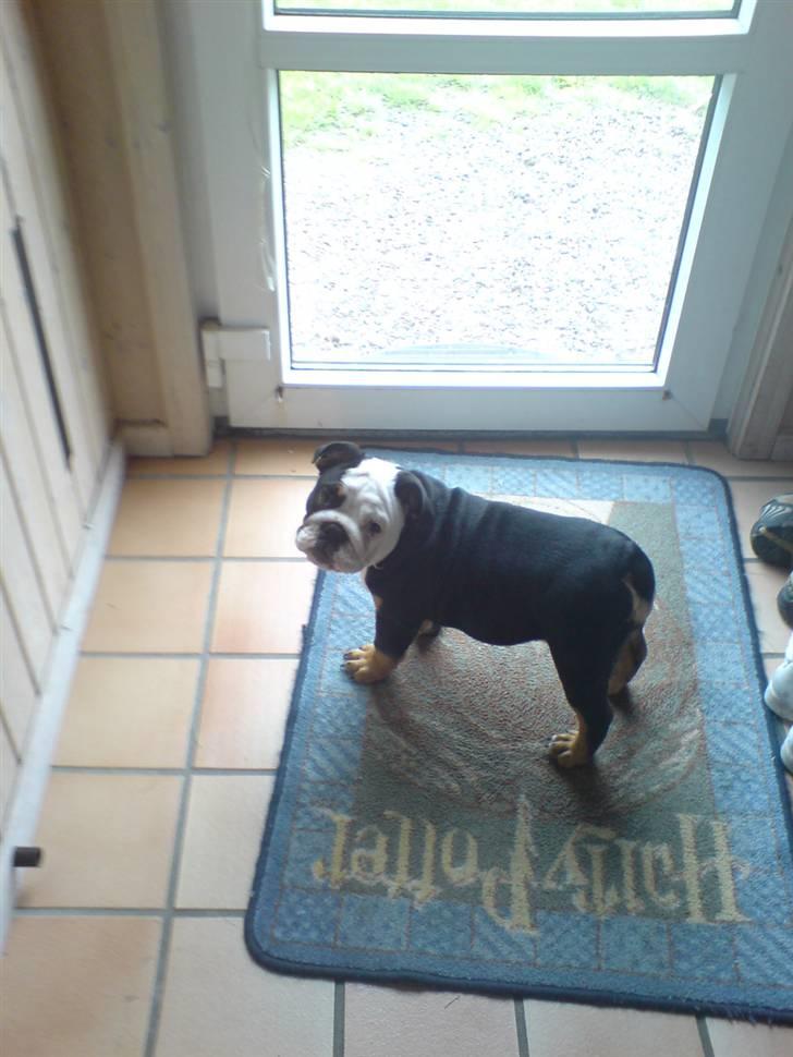 Engelsk bulldog R.I.P Berta <3 billede 11