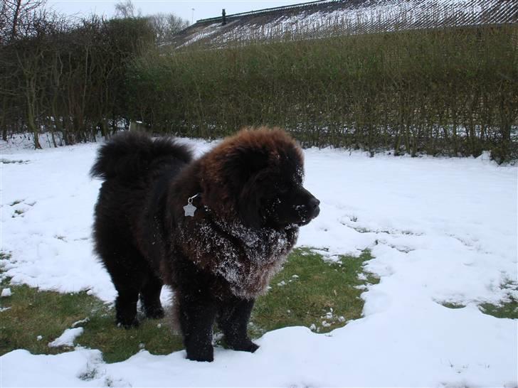 Chow chow baltho billede 16