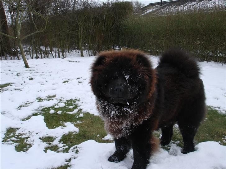 Chow chow baltho billede 17