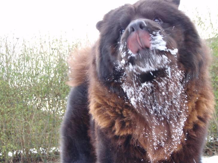 Chow chow baltho billede 18