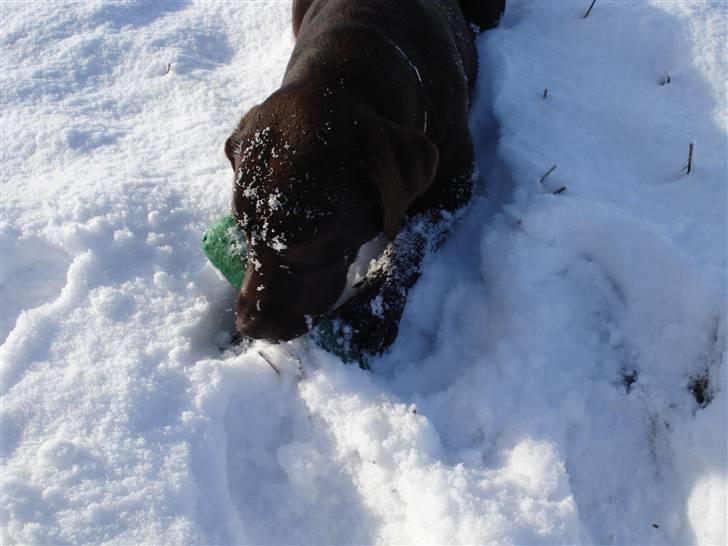 Labrador retriever Cocio - ja ja jeg ved godt at jeg skal aflevere den her dummie men lad mig nu lige ..... billede 12