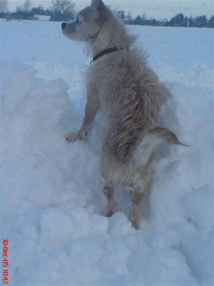 Blanding af racer Faith 13.04.2001-04.08.2011  - ih altså fedt med alt det sne, nu kan jeg rigtigt komme højt op og kigge. billede 11