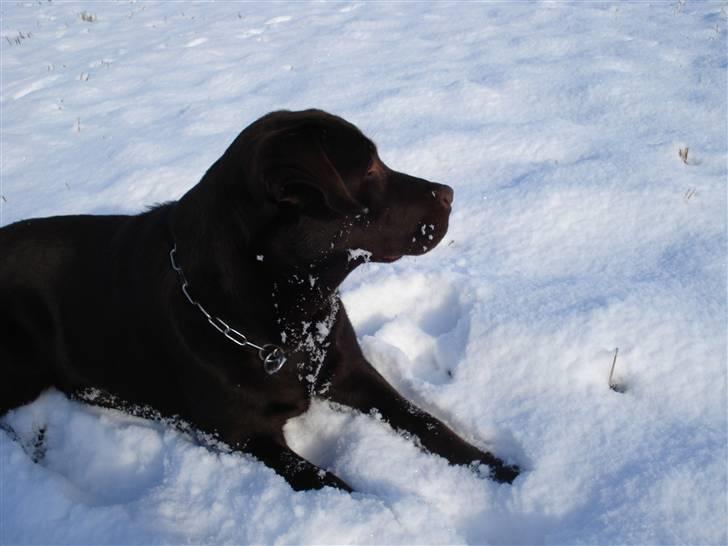 Labrador retriever Cocio - Hmm.... :) billede 13