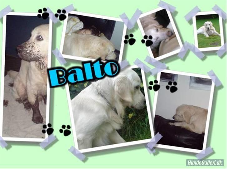 Golden retriever Balto billede 16