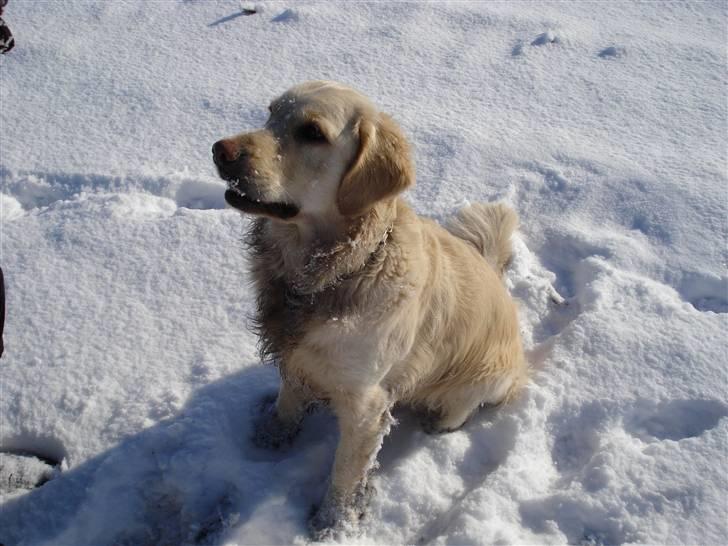 Golden retriever Balto - ja ja og hvad skal jeg så ??? billede 17