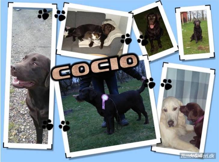 Labrador retriever Cocio billede 14