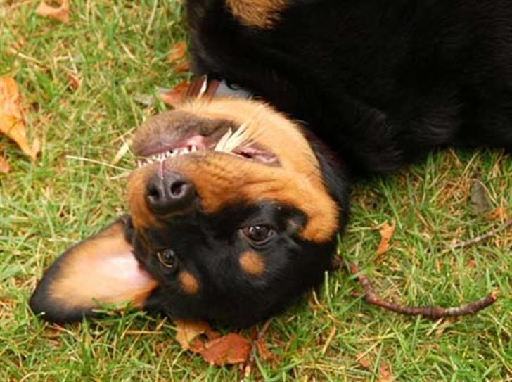 Rottweiler Diva billede 1