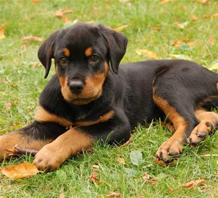 Rottweiler Diva billede 2