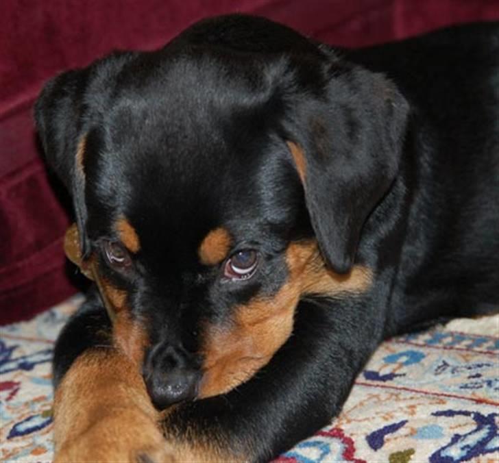 Rottweiler Diva billede 3