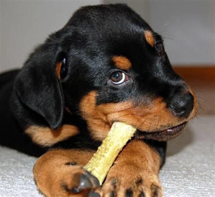 Rottweiler Diva billede 4