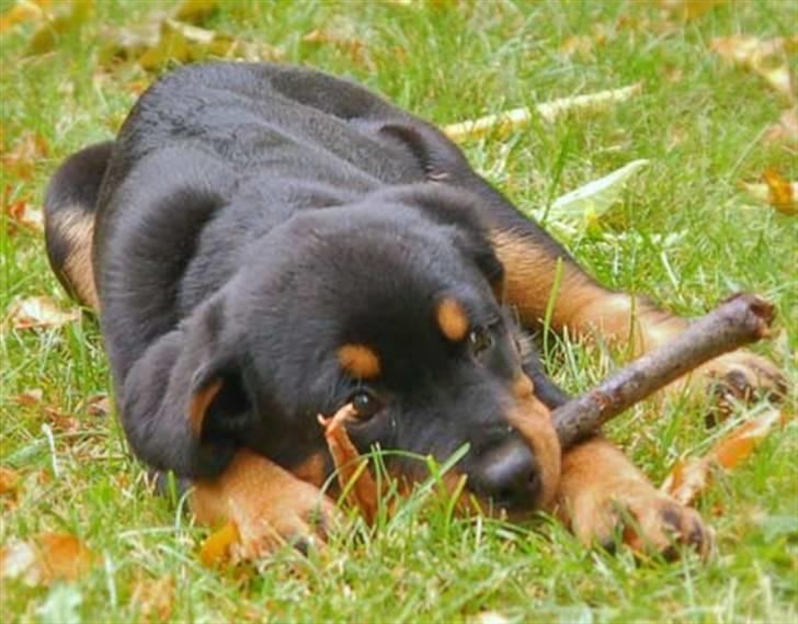 Rottweiler Diva billede 5