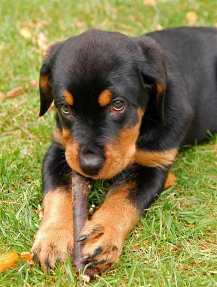 Rottweiler Diva billede 6