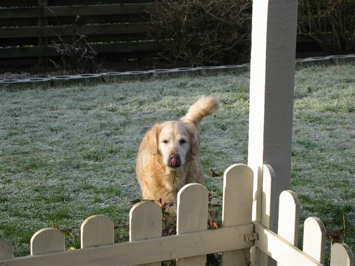 Golden retriever Dolly  22-03-11 R.I.P.  - man kan godt være lidt fræk ;) billede 1