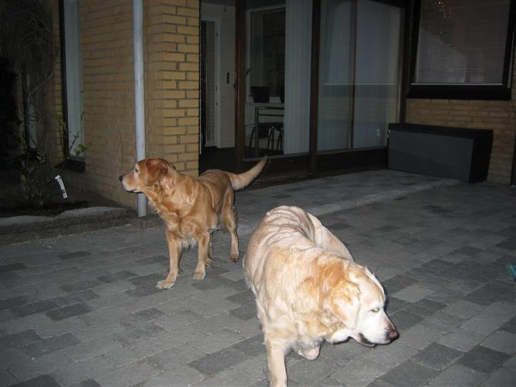Golden retriever Dolly  22-03-11 R.I.P.  - Dolly og Daisy så futter vi lige ud i haven billede 2