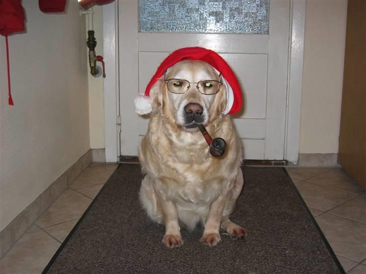 Golden retriever Dolly  22-03-11 R.I.P.  - kan ikke vente til det bliver jul ;-) billede 3