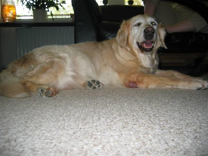 Golden retriever Dolly  22-03-11 R.I.P.  - Puha der varmt  billede 4