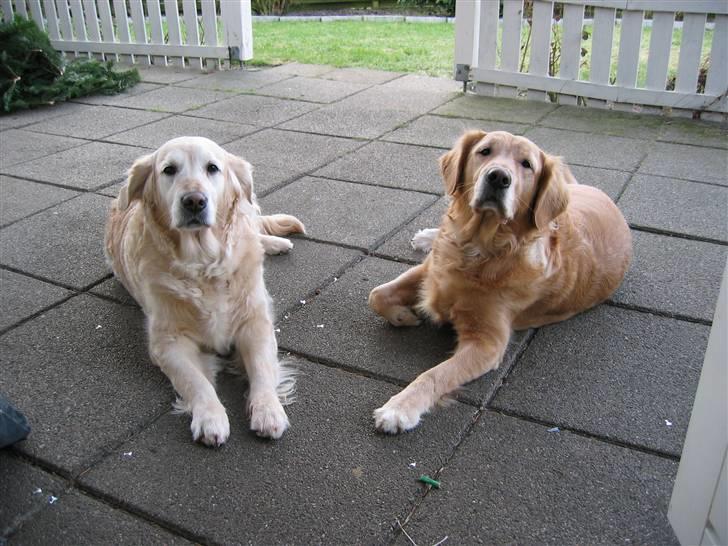 Golden retriever Dolly  22-03-11 R.I.P.  - Er vi Ikke bare Søde  billede 5