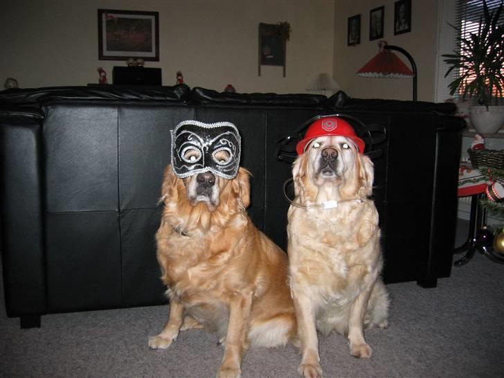 Golden retriever Dolly  22-03-11 R.I.P.  - Ja nu skal vi til fest er i klar billede 6